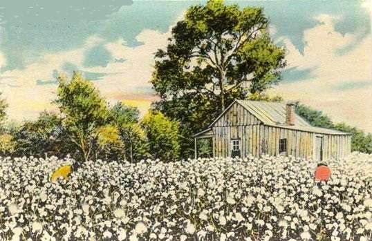 Cotton Fields