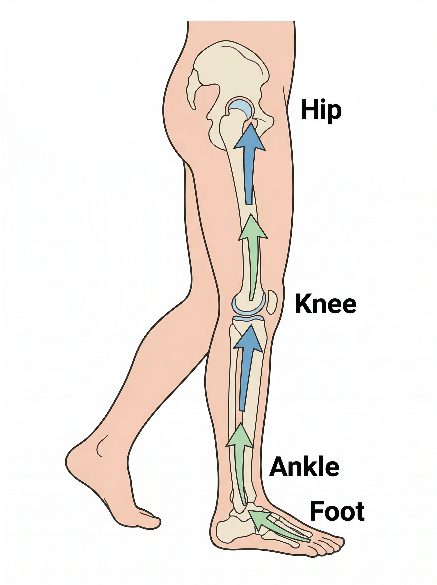 Educational diagram showing the lower body mobility chain
