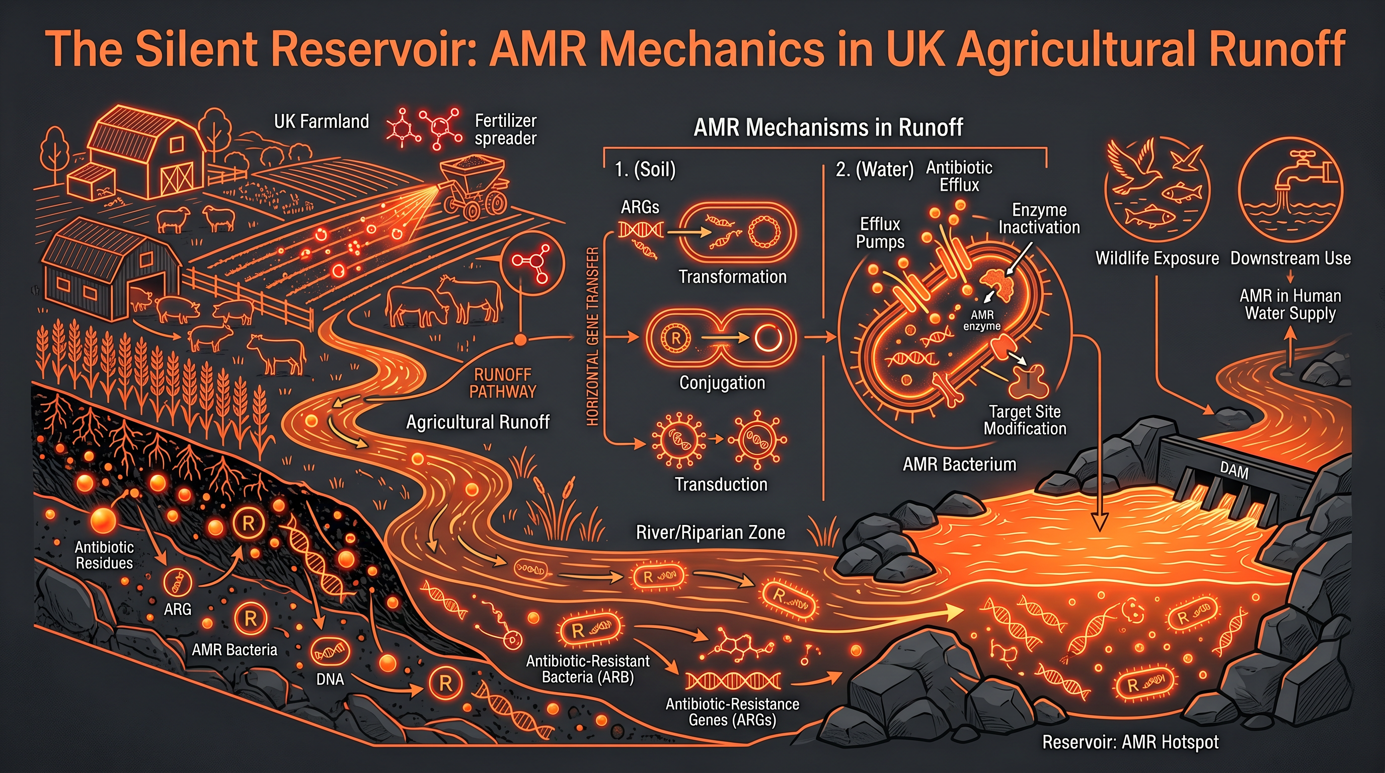 The Silent Reservoir: AMR Mechanics in UK Agricultural Runoff