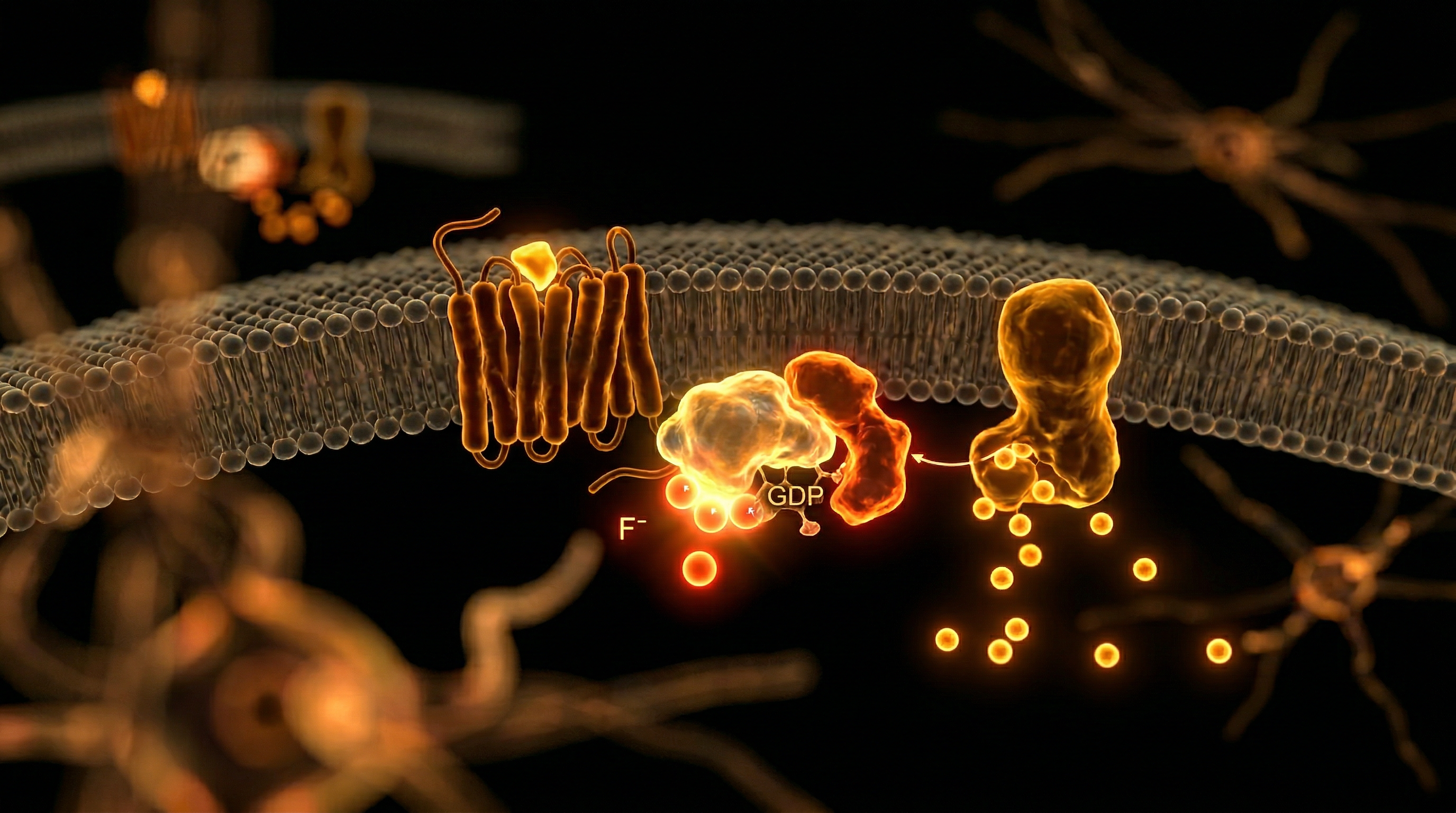 Scientific illustration for G-Protein Signaling: The Molecular Interference of Fluoride