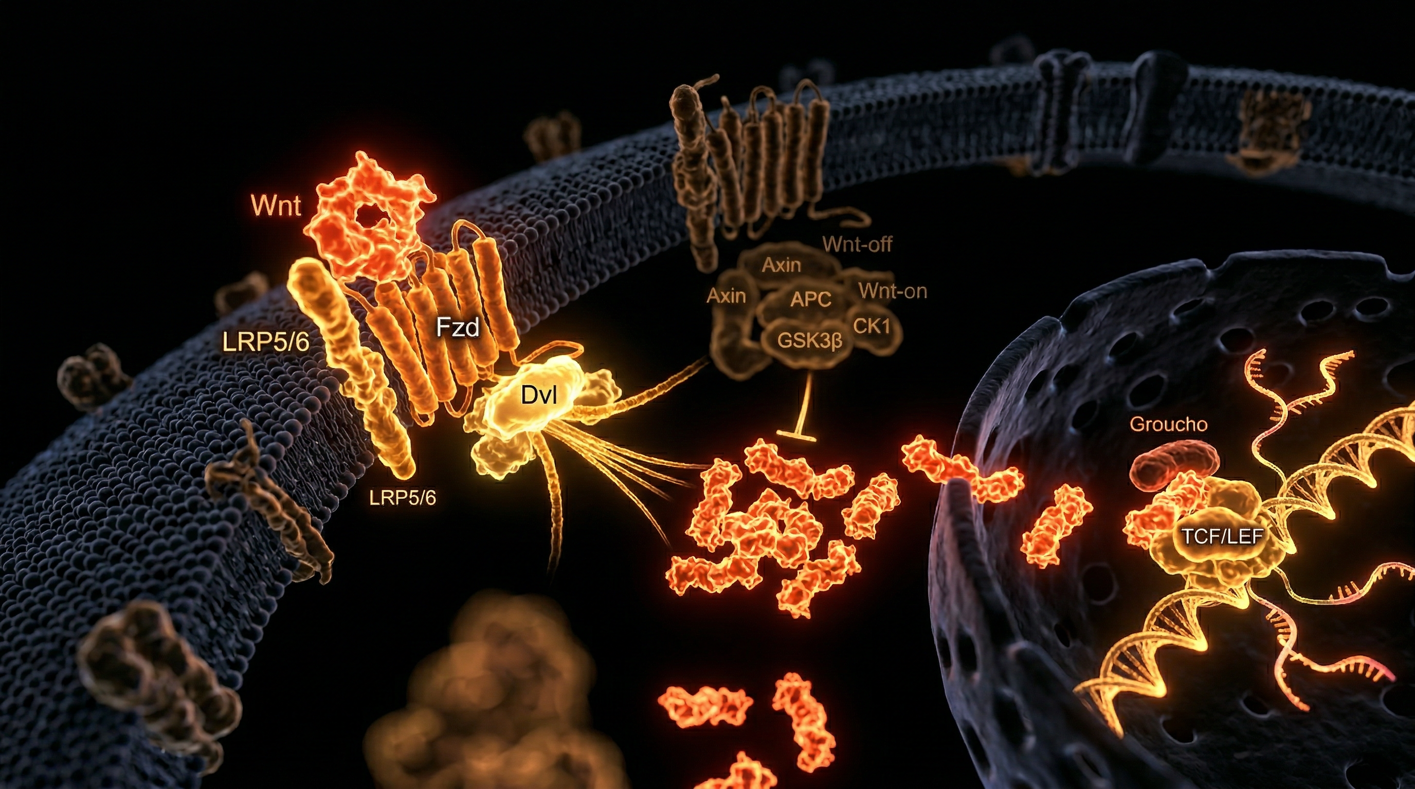 Scientific illustration for Wnt Signaling Pathways: The Master Controllers of Tissue Growth
