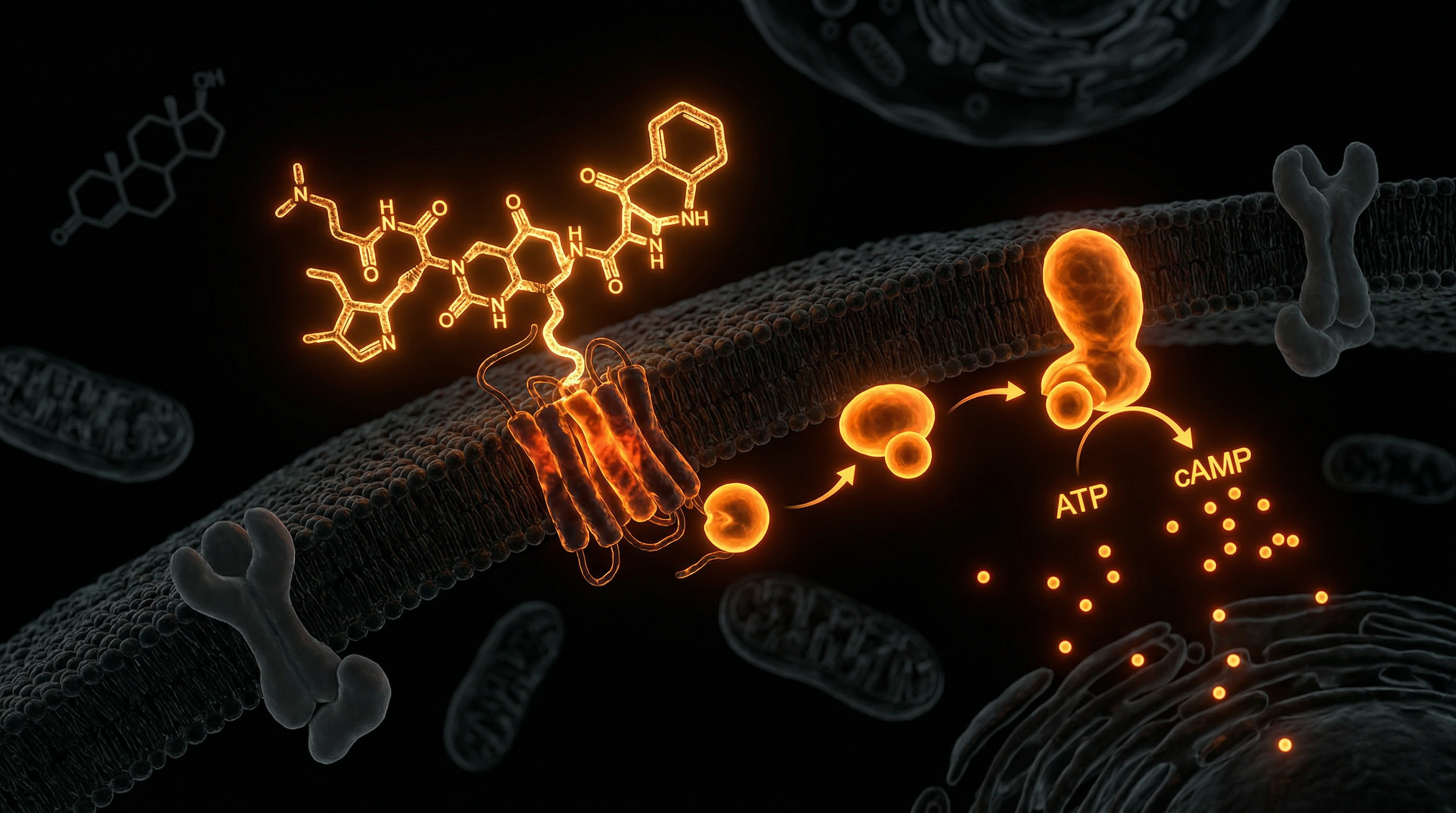 Scientific illustration for PT-141: Reclaiming Sexual Health Beyond Synthetic Hormones