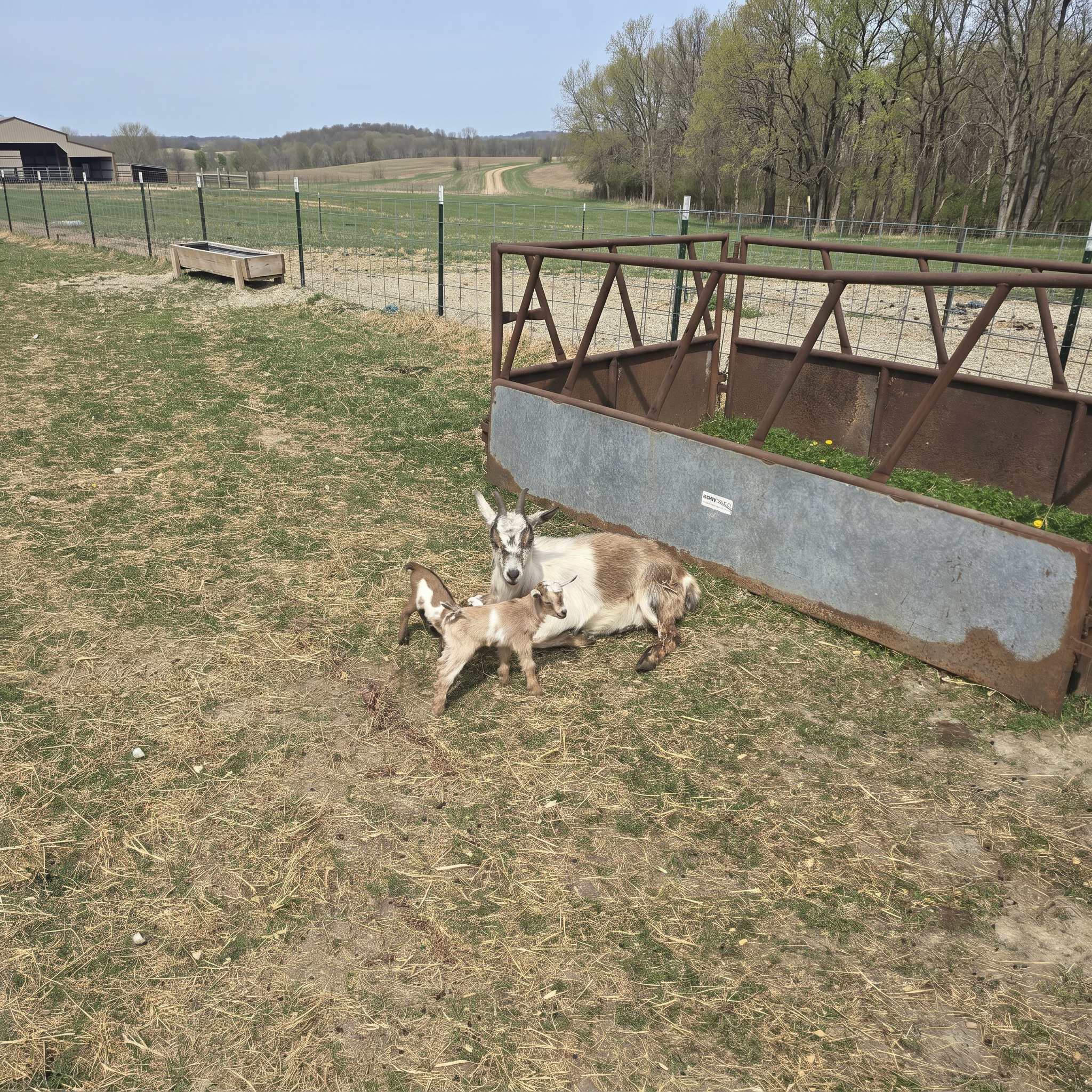 Mini Goats