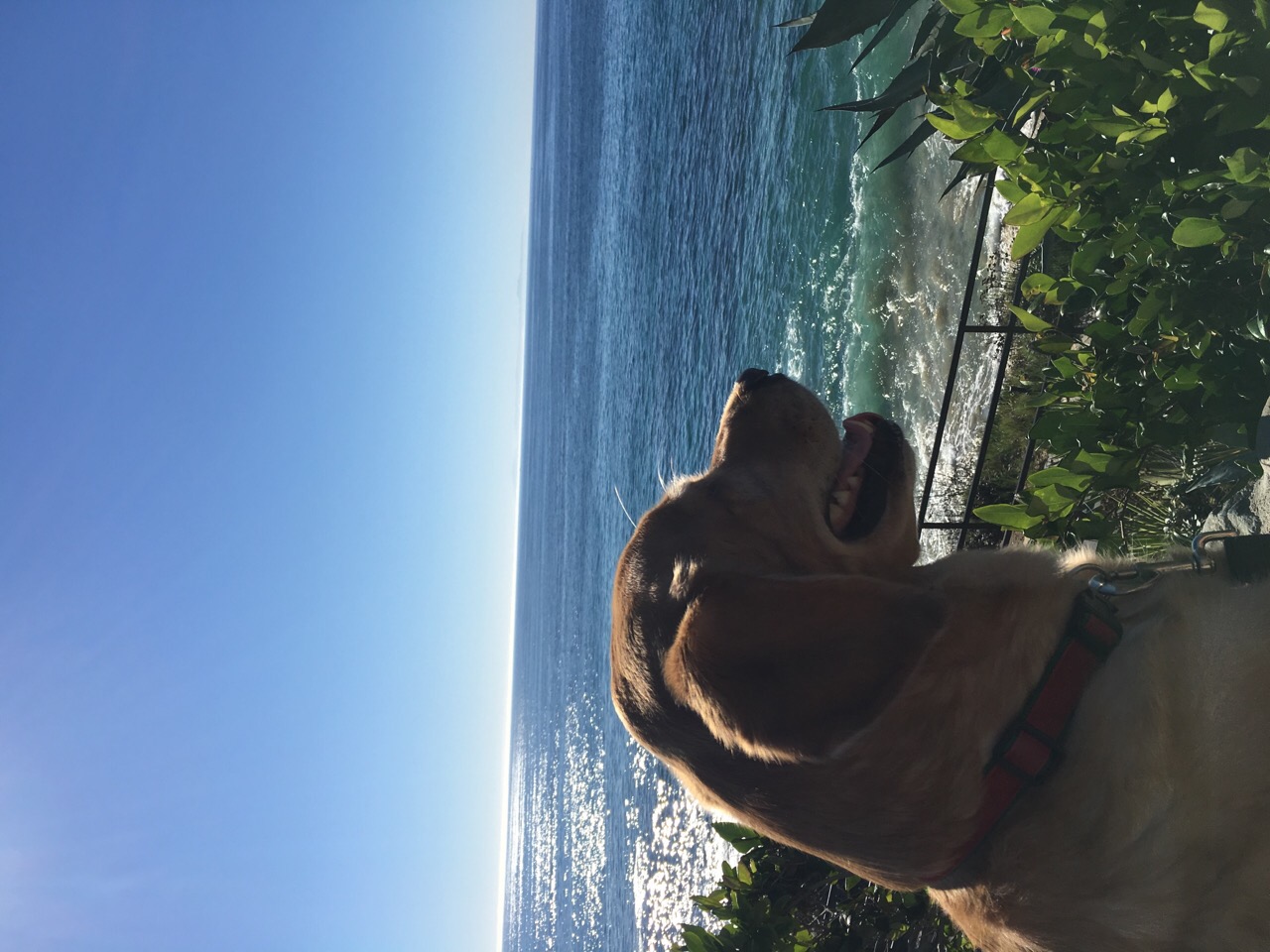 Brock overlooking the coastline