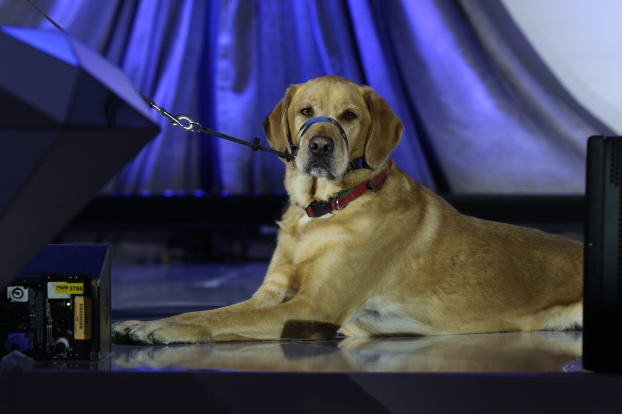 Brock resting on stage with blue lighting