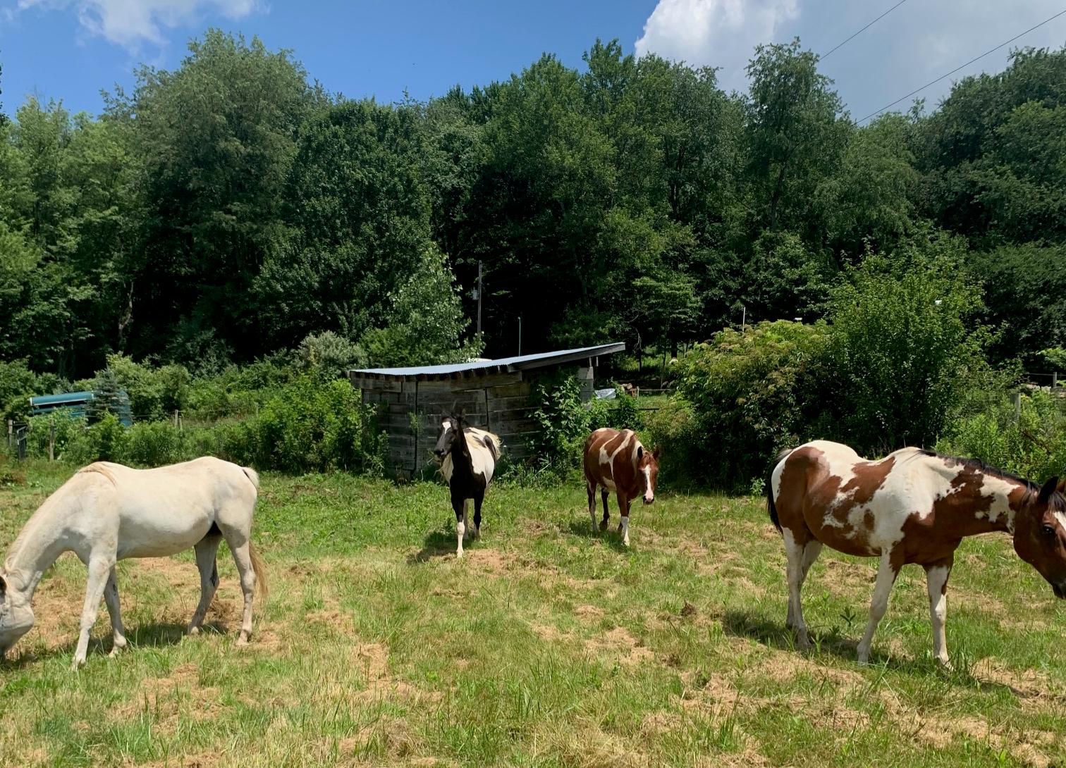 Layla, Amir, Tango, and Commanche together in the pasture on a sunny day