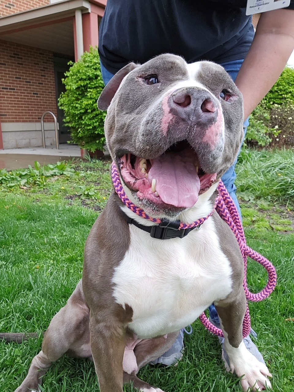 Buster the Staffordshire Terrier