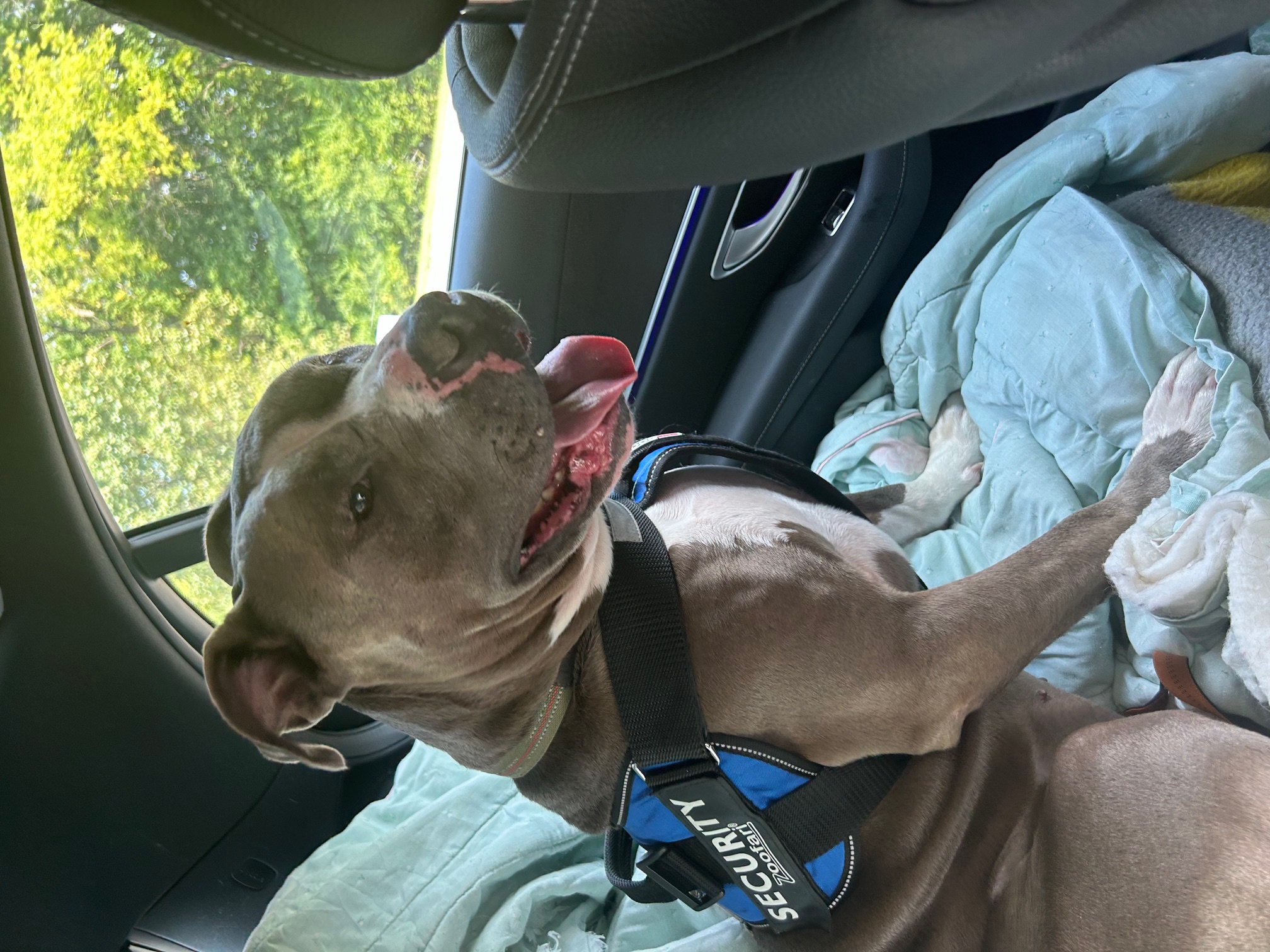 Buster's Rescue
