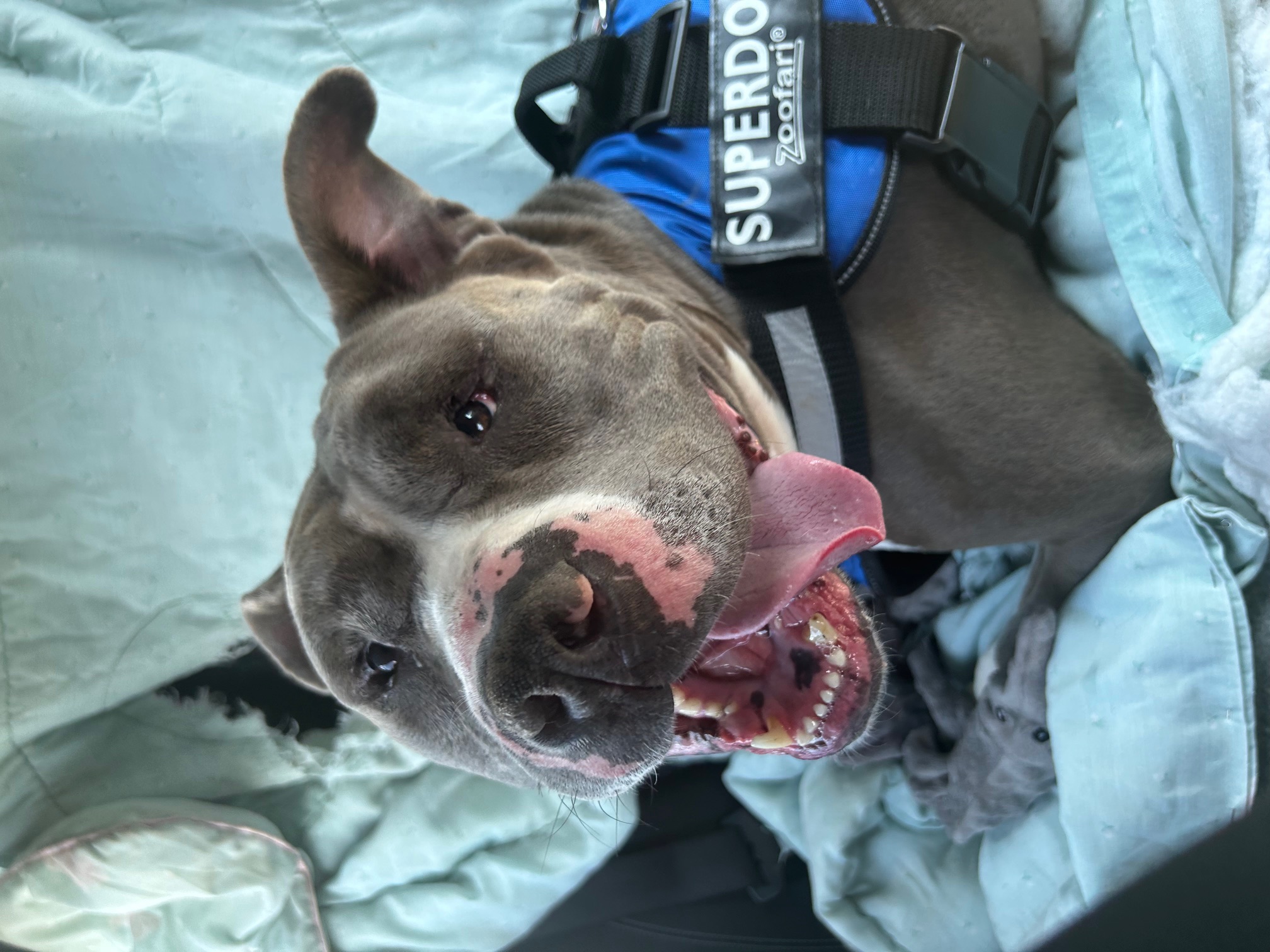 Buster resting