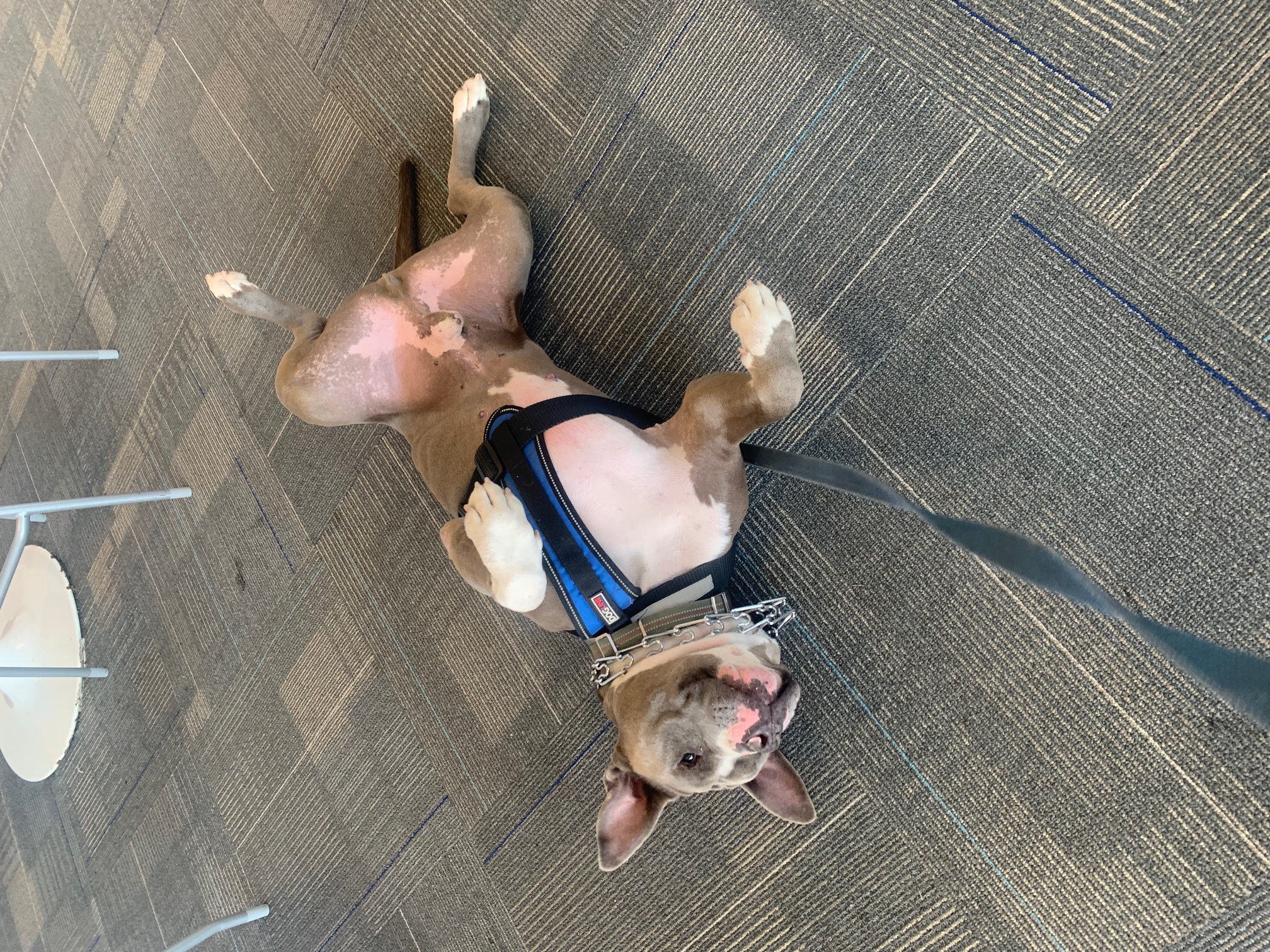 Happy Buster