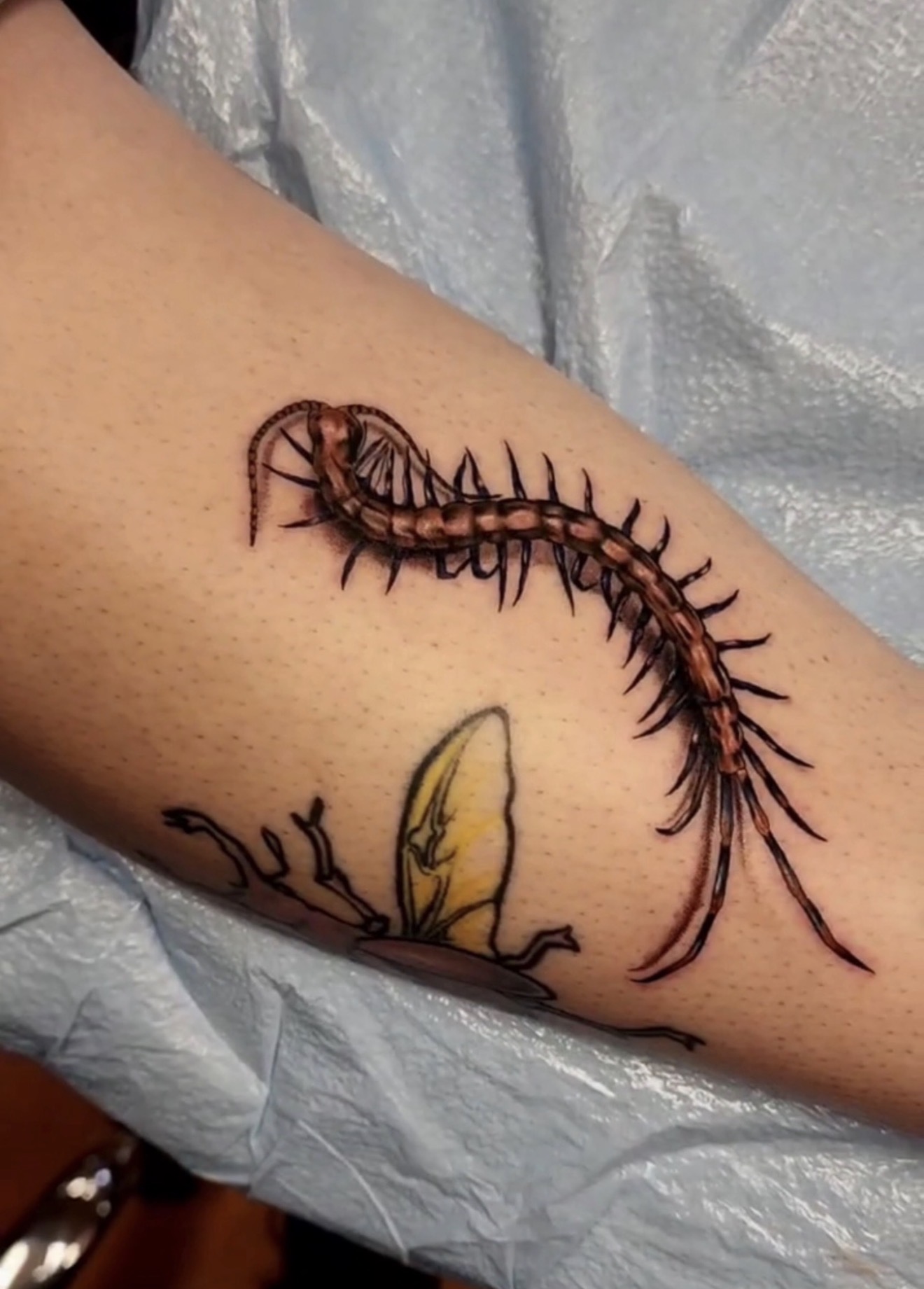 Color centipede tattoo by Marc Cabos