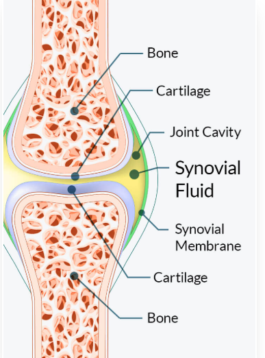 Scientific cross-section of a healthy human joint illustrating the role of synovial fluid, cartilage, and joint cavity
