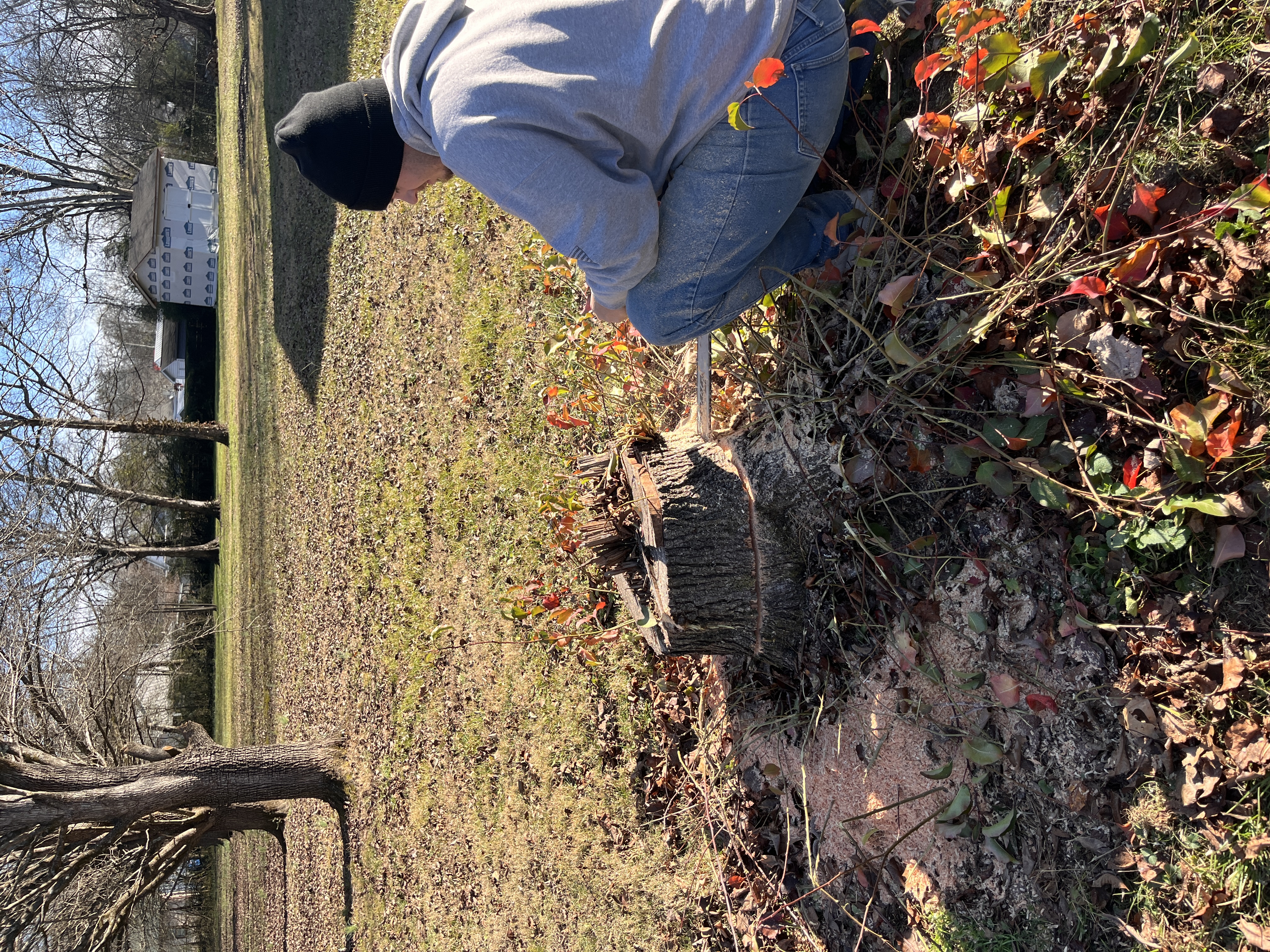 Worker Inspecting a Tree Stump