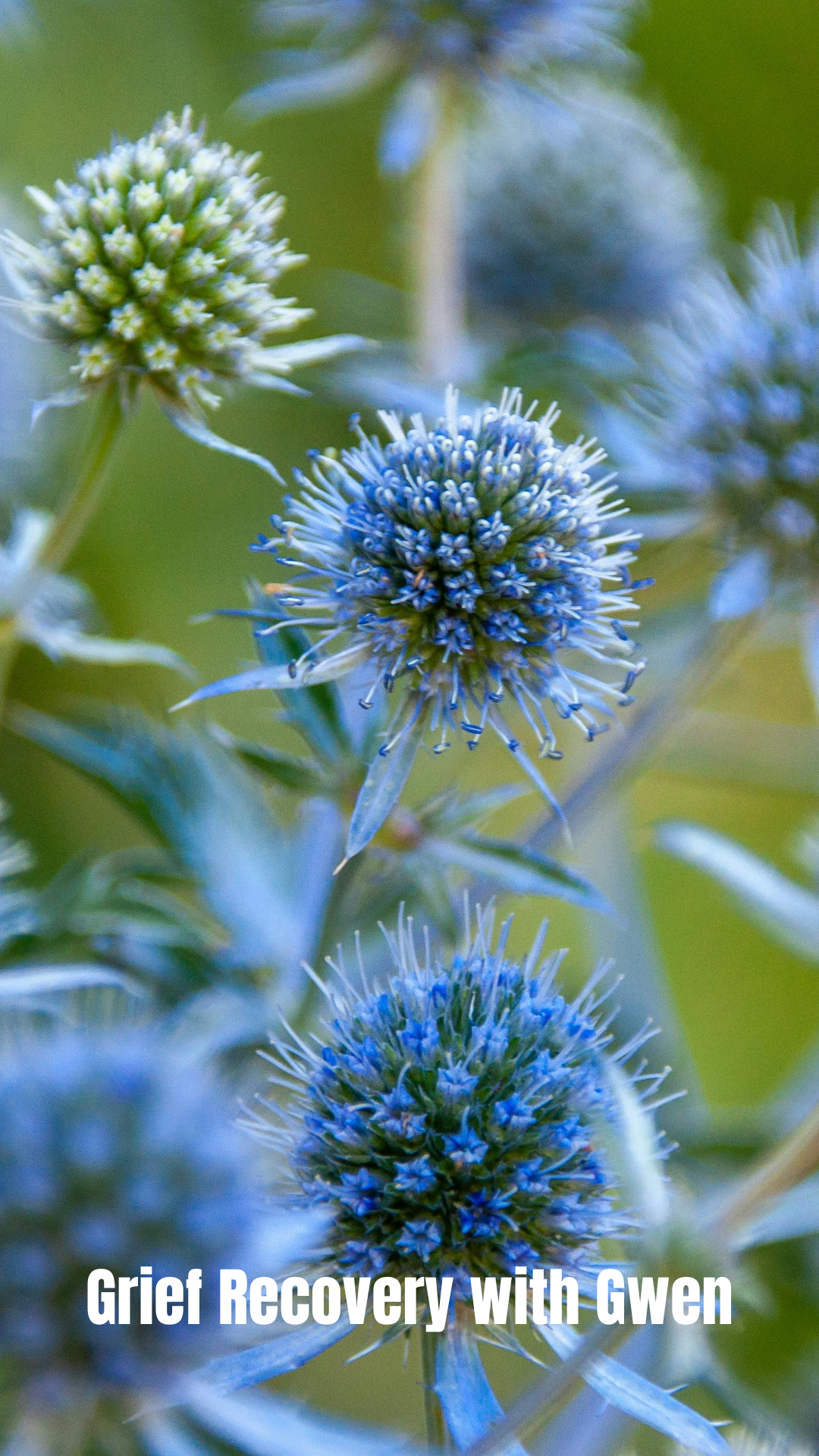 Teal Thistle botanical background