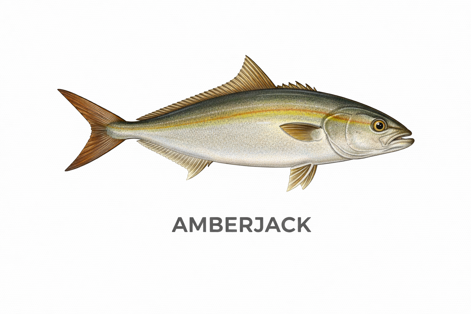 Amberjack
