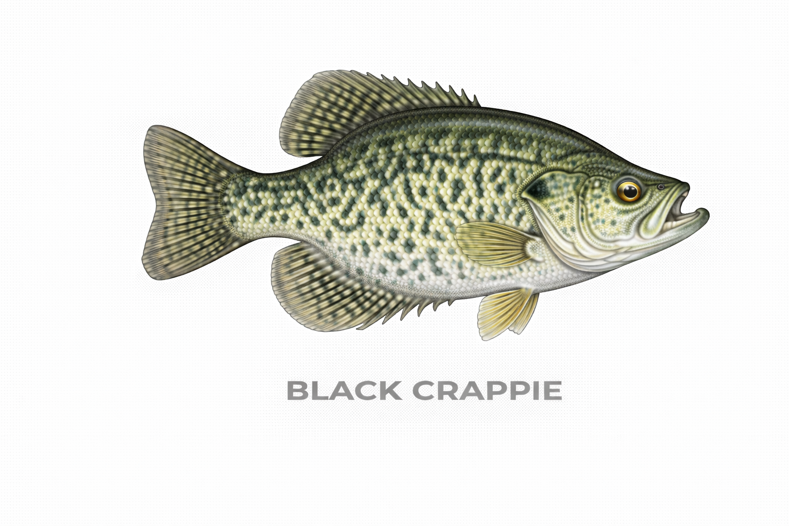 Black Crappie