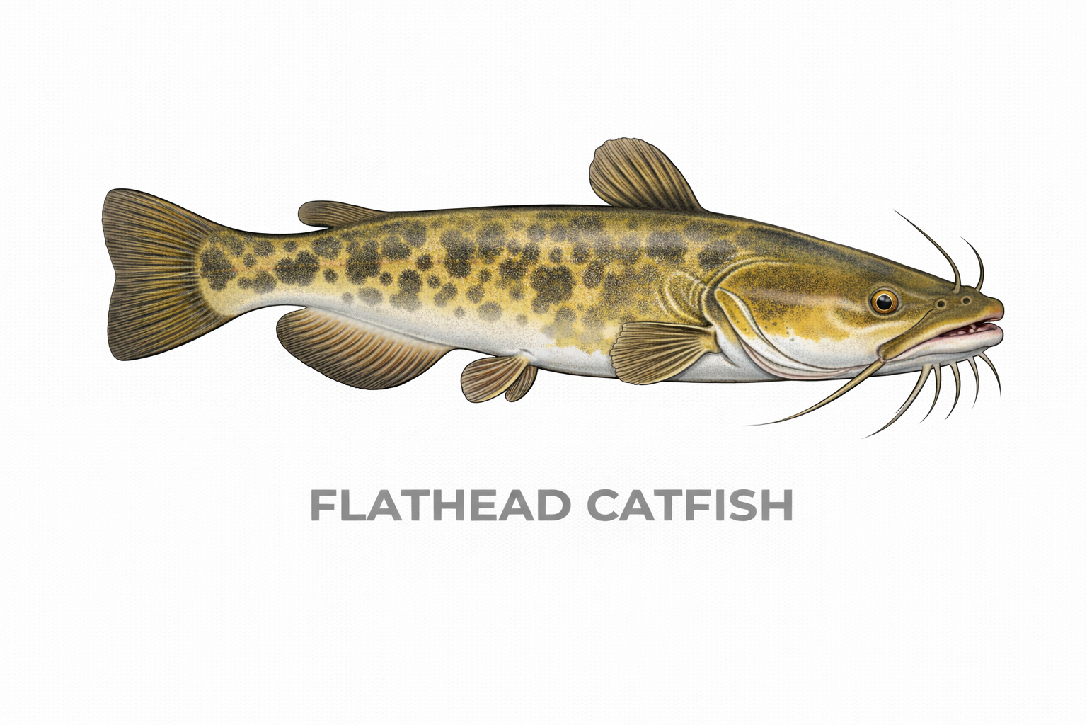 Flathead Catfish