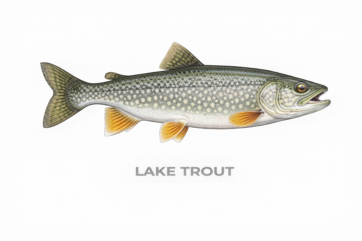 Lake Trout
