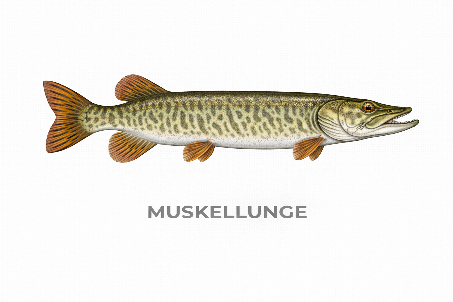 Muskellunge