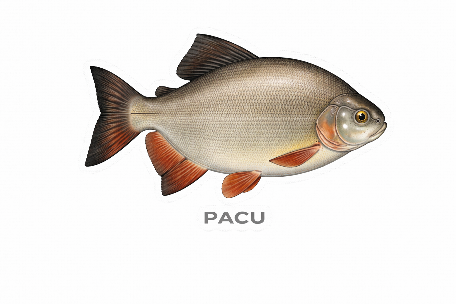 Pacu