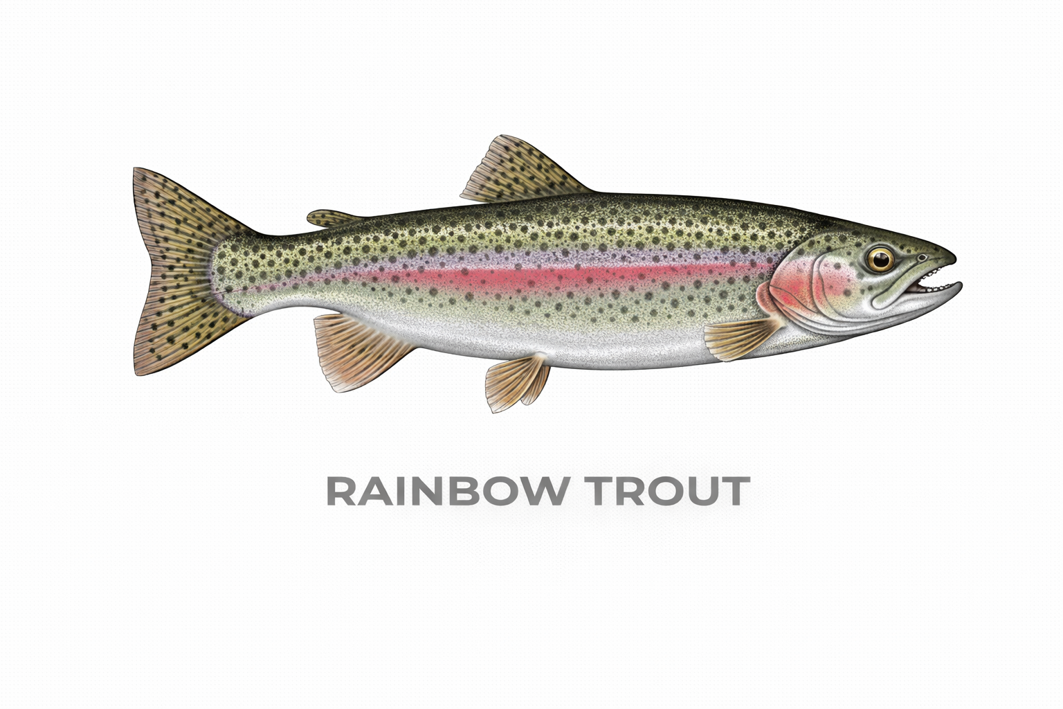 Rainbow Trout