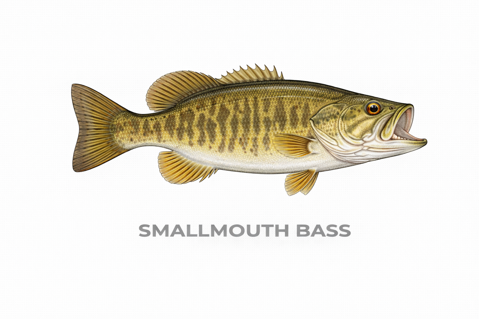 Smallmouth Bass