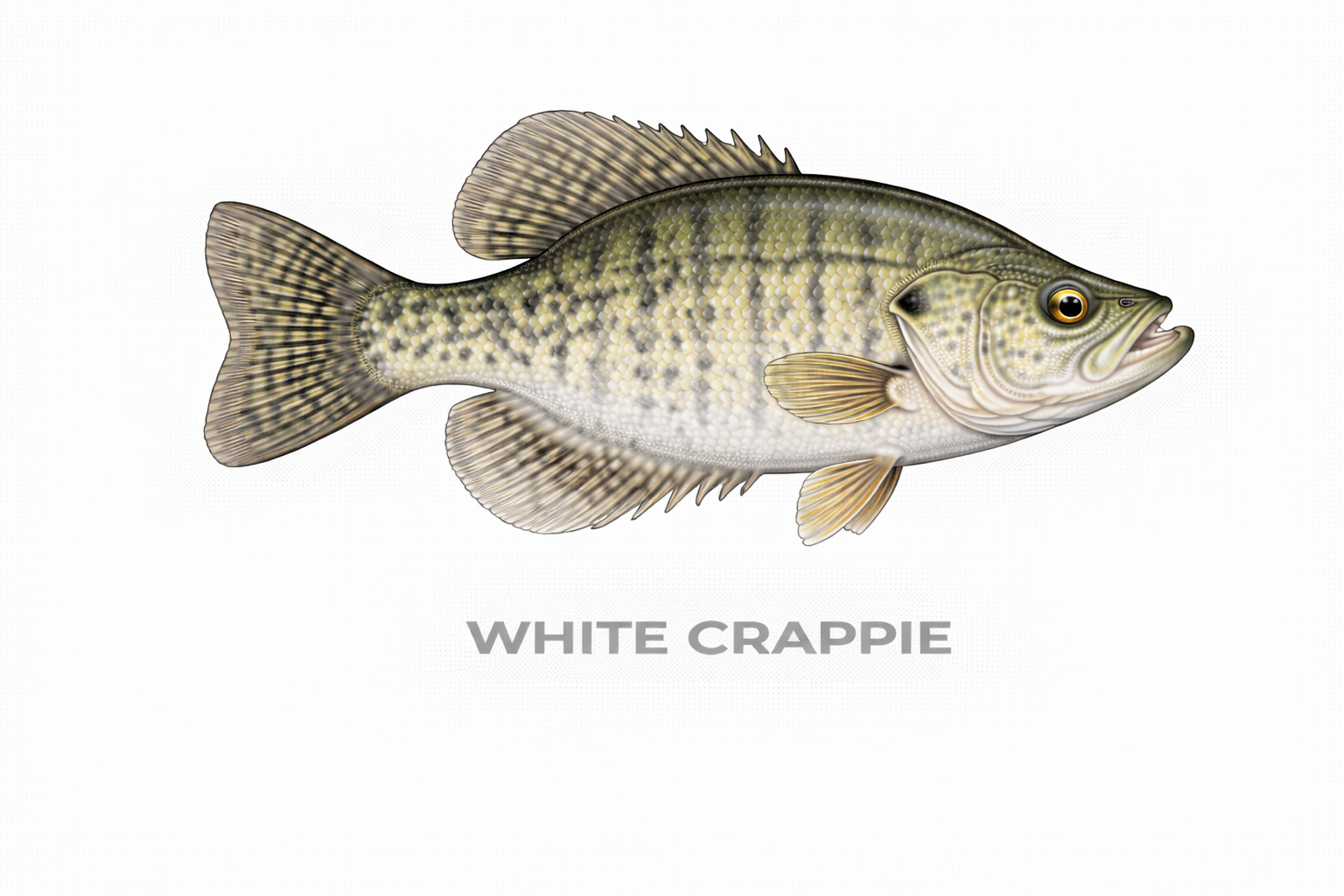 White Crappie