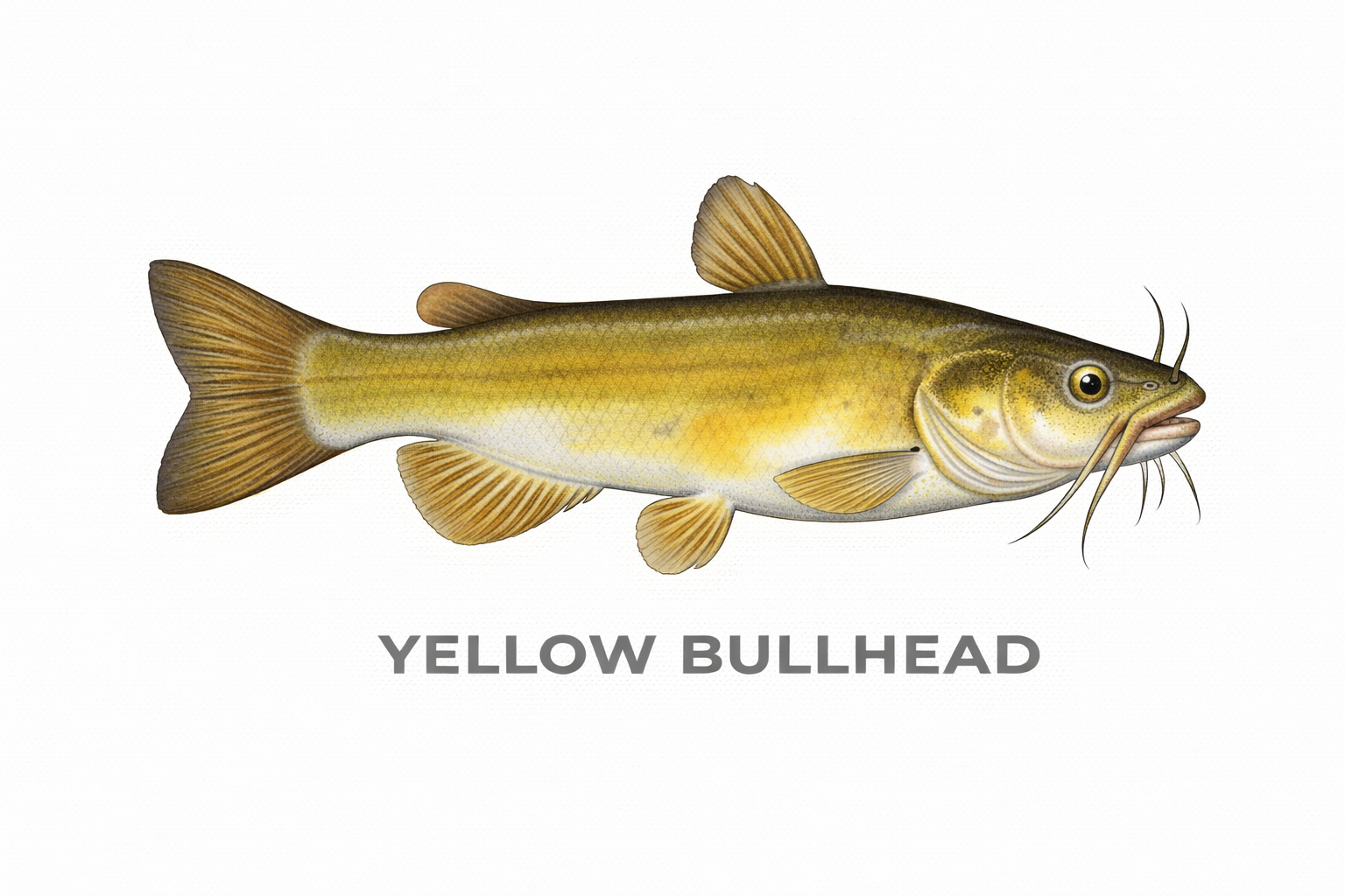 Yellow Bullhead