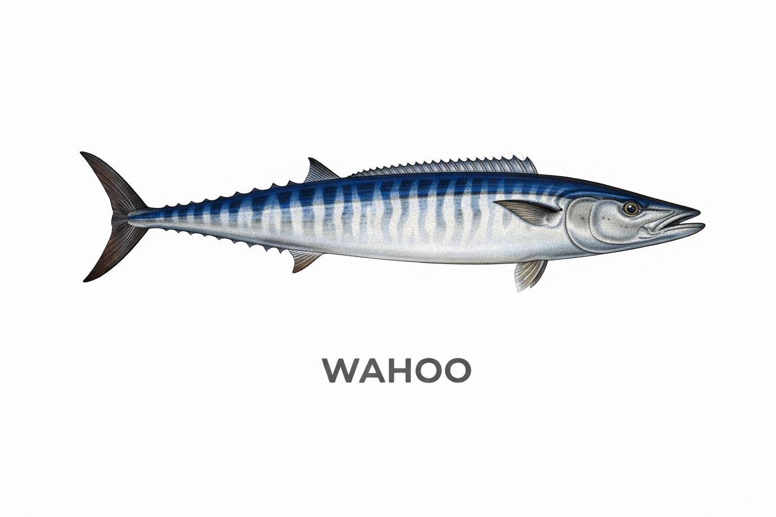 Wahoo