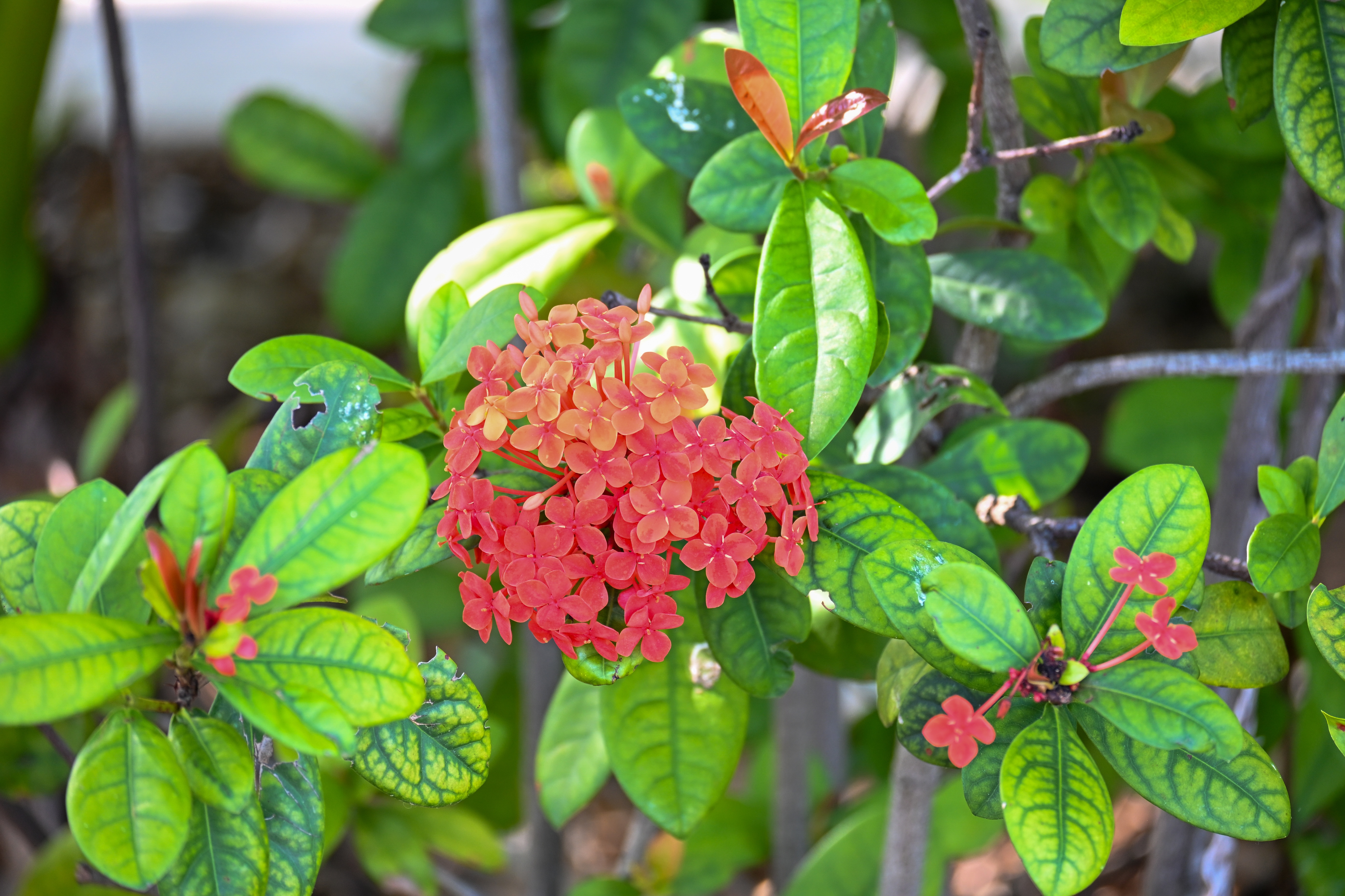Garden Color