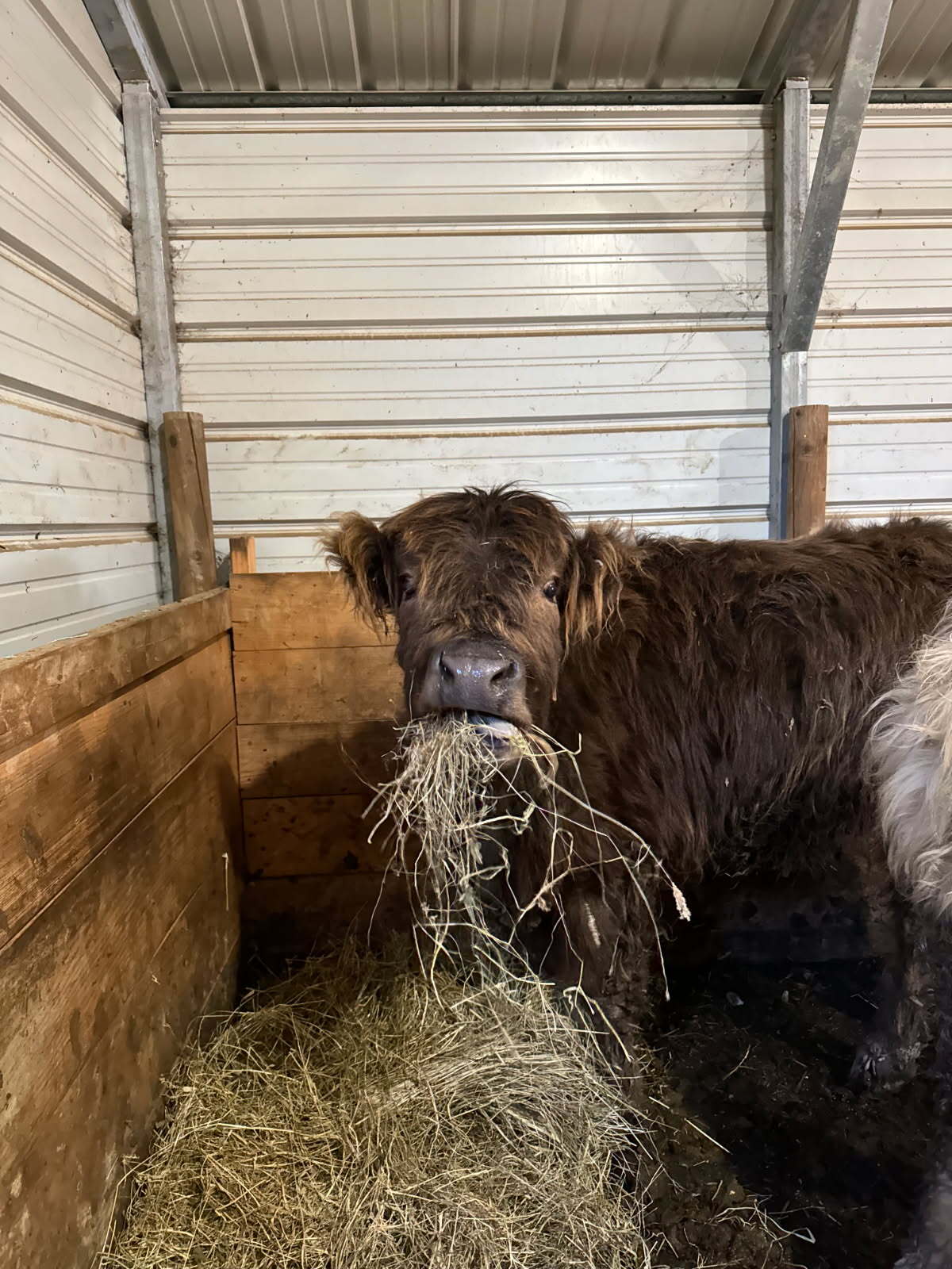 Highland Cows