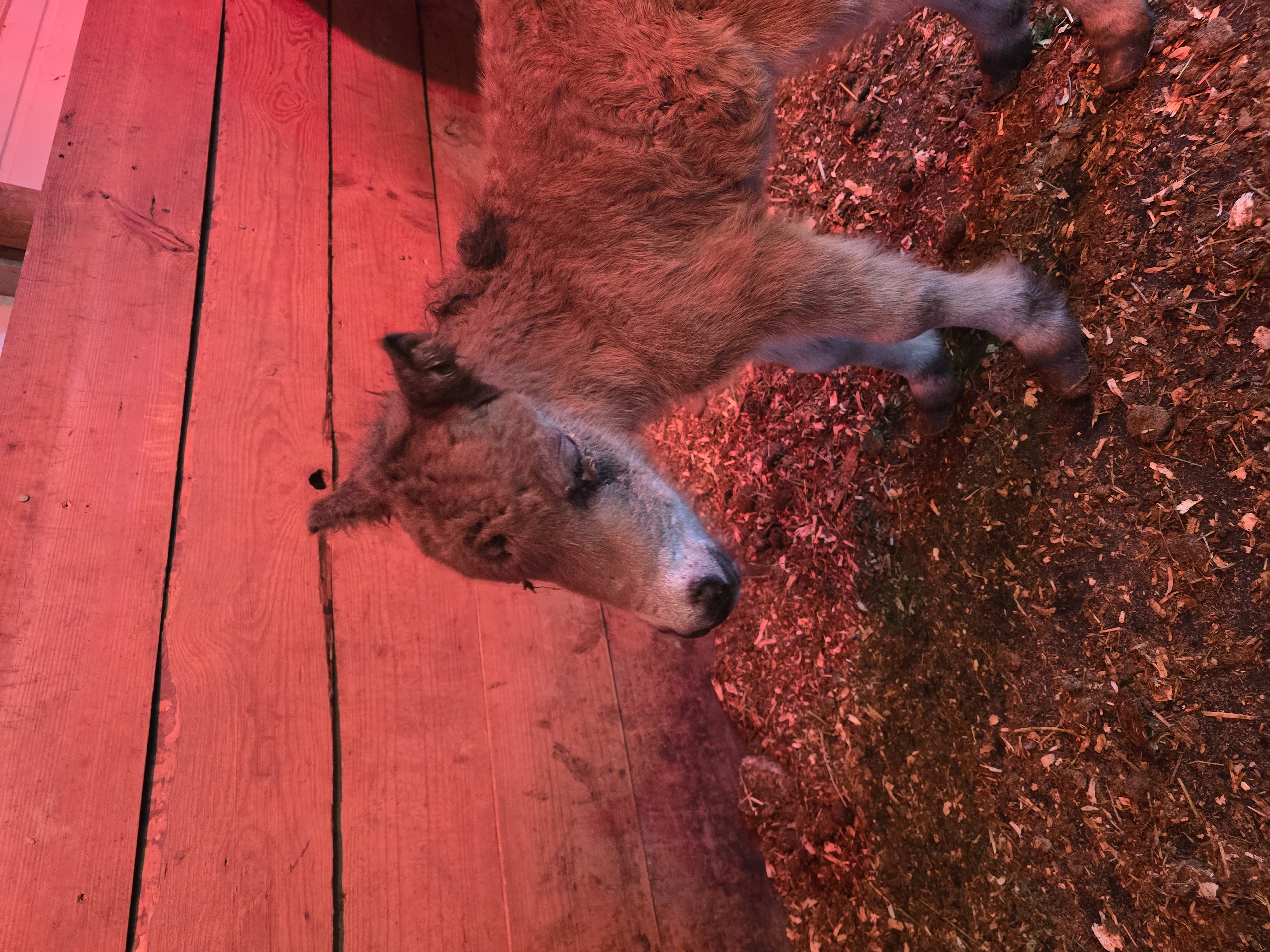 Mini Horses