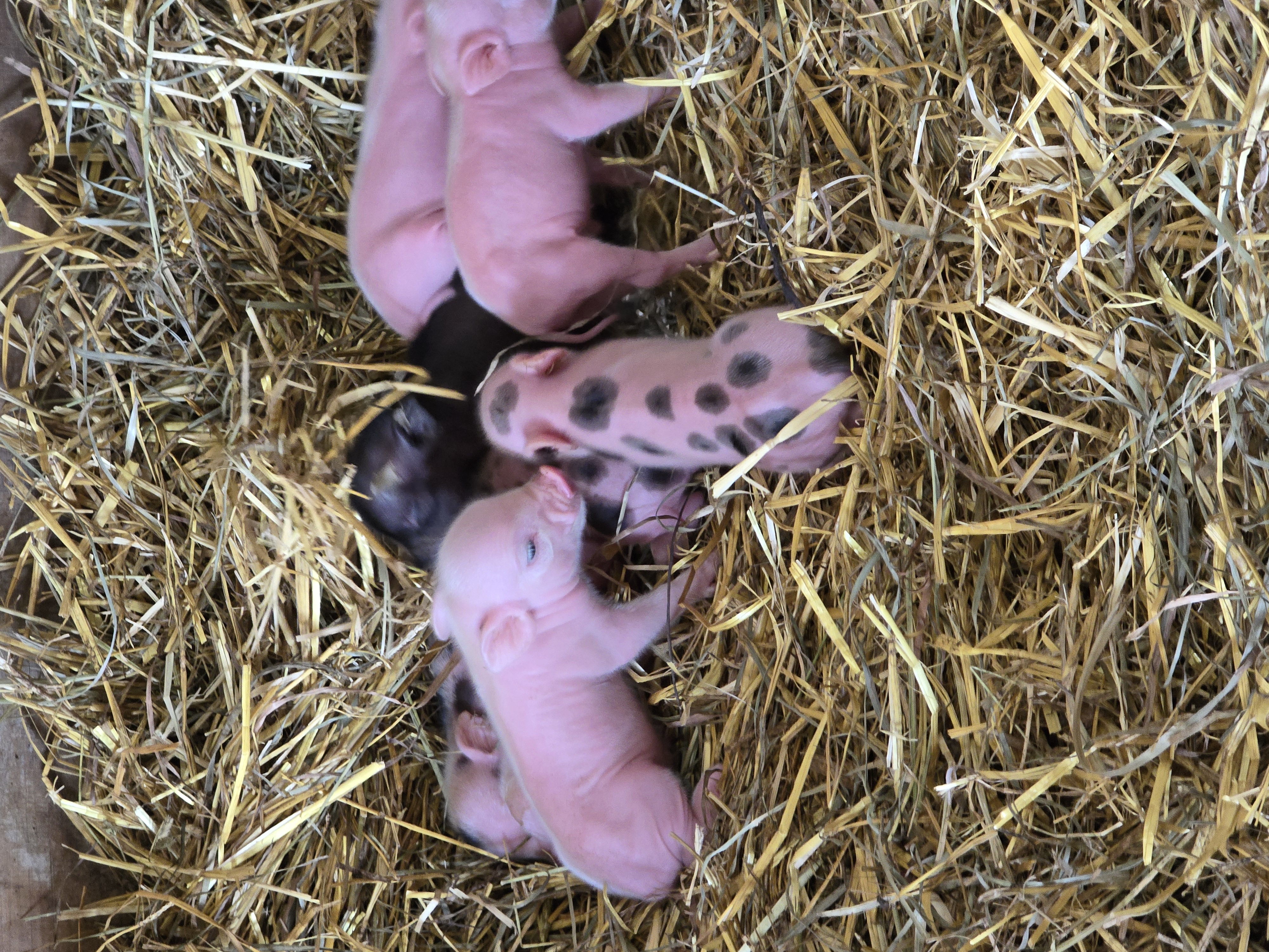 Pigs