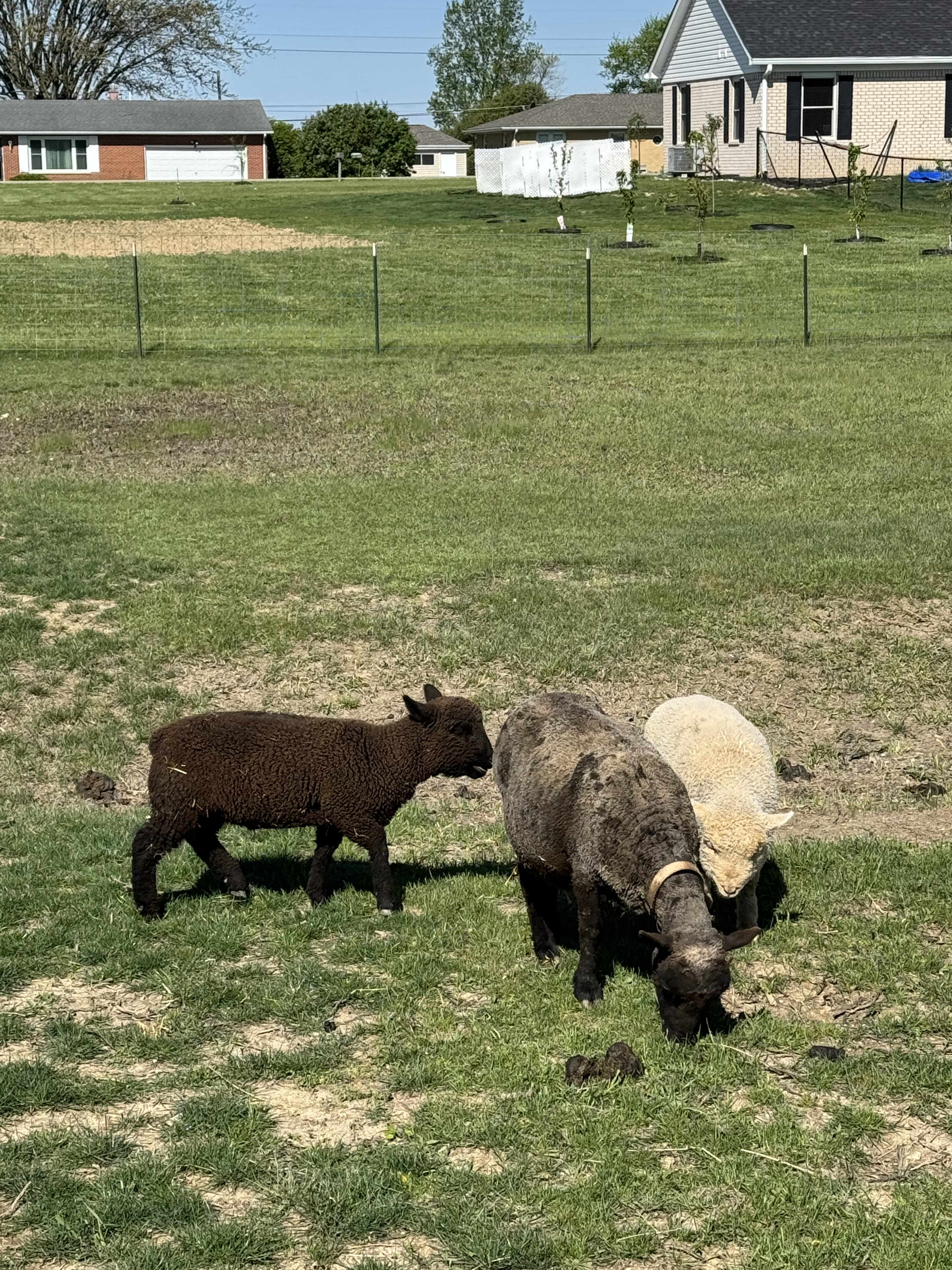 Sheep