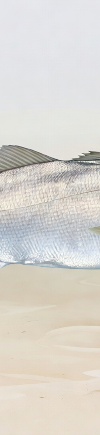 Mulloway
