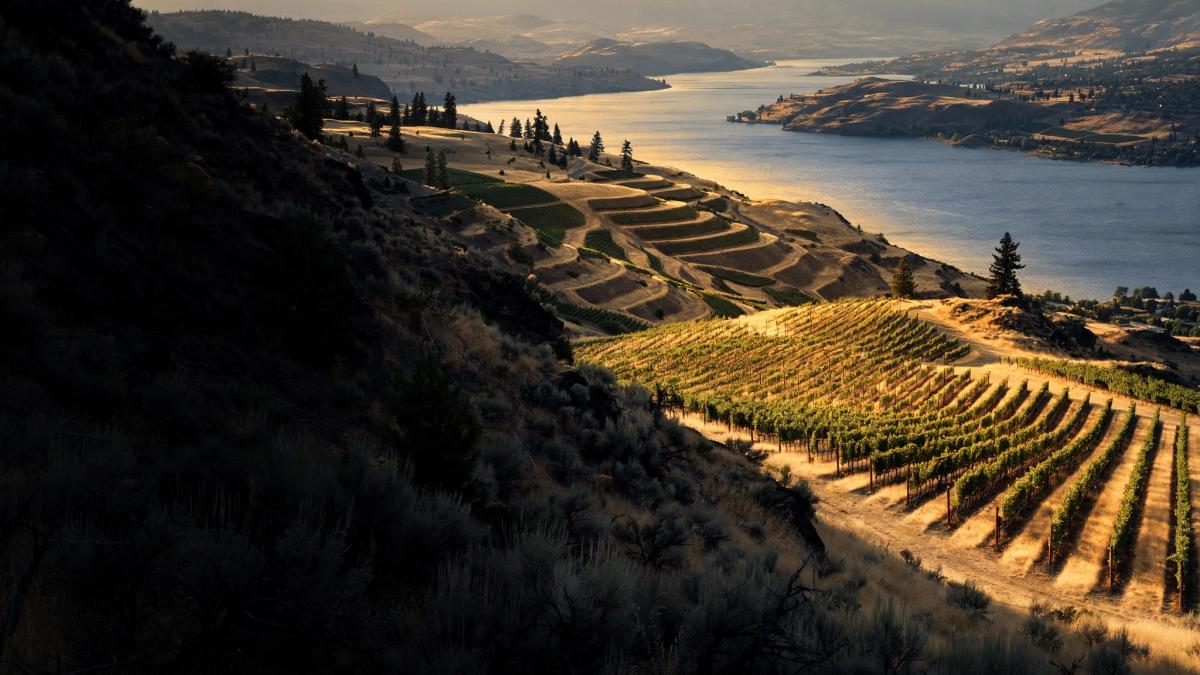 An illustrative lakeside and vineyard landscape inspired by the Okanagan at golden hour