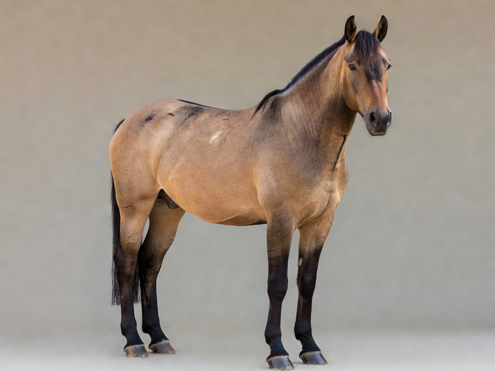 Example horse showing a Bay Dun coat, visual appearance only