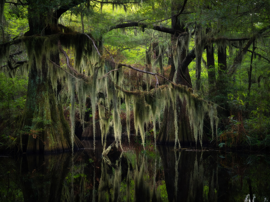 Spanish moss hanging over dark blackwater among cypress trees