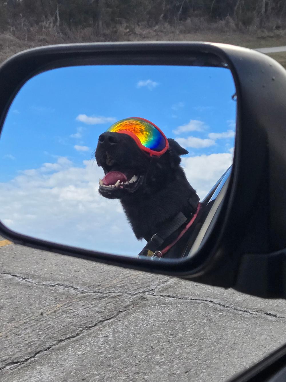 Black dog wearing rainbow goggles, happy and grinning, reflected in a vehicle side mirror against blue sky