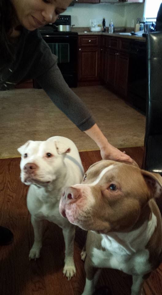 Two calm pit bulls sitting indoors together, one white and one tan, showing steady temperament