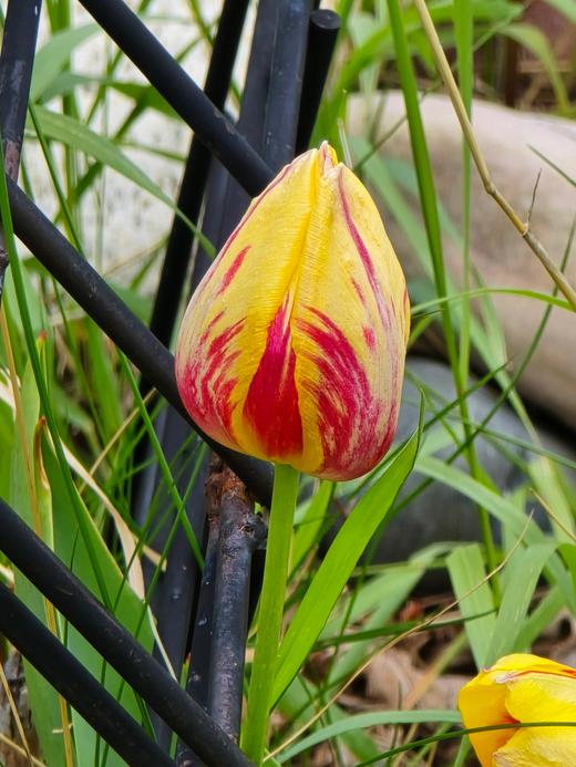 Close-up of a yellow tulip bud streaked with deep red markings