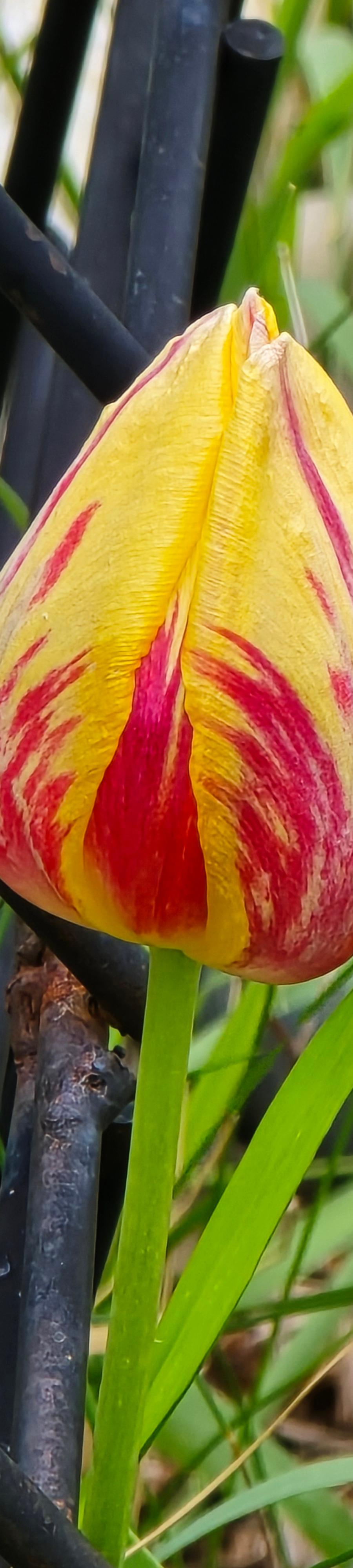 Close-up of a yellow tulip bud streaked with deep red markings