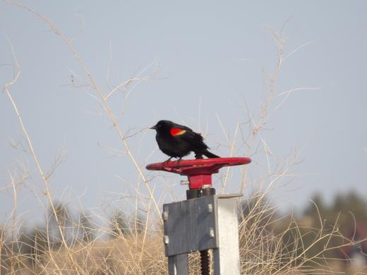 Black bird with a vivid red-and-yellow shoulder patch perched on a red weather vane above dry grass against a pale blue sky