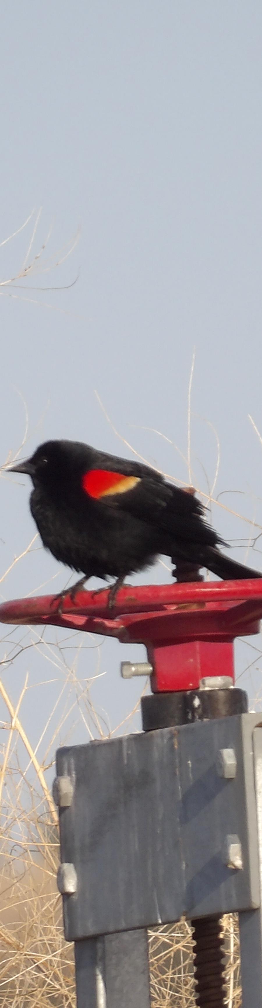 Black bird with a vivid red-and-yellow shoulder patch perched on a red weather vane above dry grass against a pale blue sky