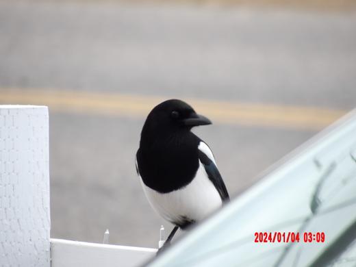 Black-and-white bird with a long tail perched near a porch or roofline beneath a soft gray sky
