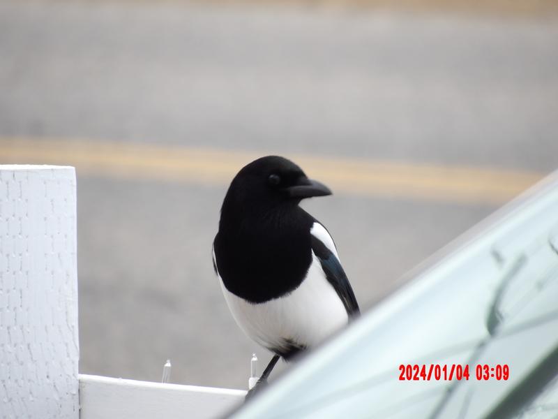 Black-and-white bird with a long tail perched near a porch or roofline beneath a soft gray sky
