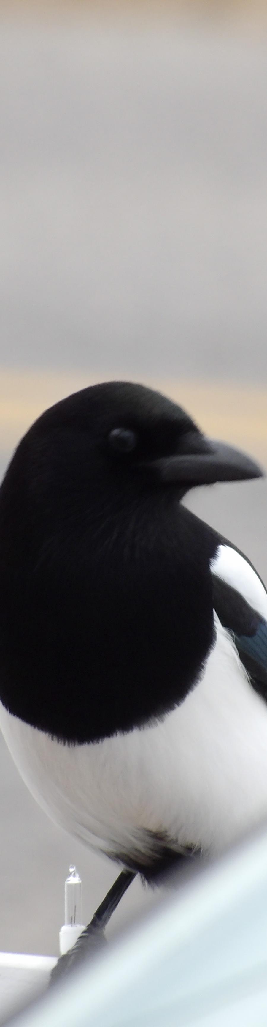 Black-and-white bird with a long tail perched near a porch or roofline beneath a soft gray sky