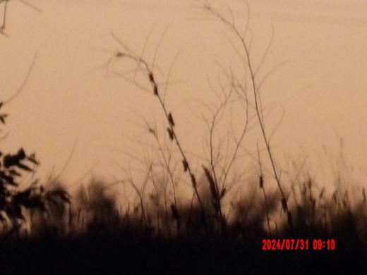 Tall grasses silhouetted against a warm evening sky